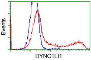 HEK293T cells transfected with either RC222010 overexpress plasmid (Red) or empty vector control plasmid (Blue) were immunostained by anti-DYNC1LI1 antibody (ABIN2452965), and then analyzed by flow cytometry. (DYNC1LI1 Antikörper)