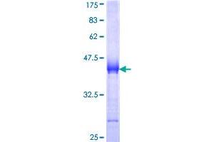 Utrophin Protein (UTRN) (AA 3328-3433) (GST tag)