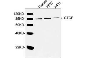 Western blot analysis of cell lysates using CTCF Antibody (ABIN399046, 2 µg/mL) The signal was developed with IRDyeTM 800 Conjugated Goat Anti-Rabbit IgG. (CTCF Antikörper  (AA 150-200))