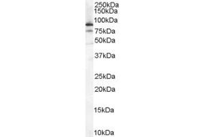 Image no. 2 for anti-X-Ray Repair Complementing Defective Repair in Chinese Hamster Cells 5 (Double-Strand-Break Rejoining) (XRCC5) (Internal Region) antibody (ABIN185611)