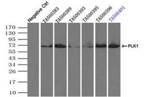 Image no. 8 for anti-Polo-Like Kinase 1 (PLK1) antibody (ABIN1500283)