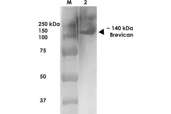 BCAN 抗体  (AA 219-655) (Atto 488)
