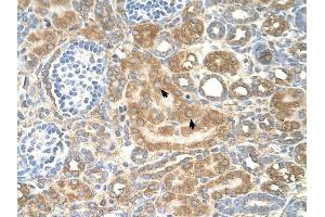 SPTLC1 antibody was used for immunohistochemistry at a concentration of 4-8 ug/ml to stain Epithelial cells of renal tubule (arrows) in Human Kidney. (SPTLC1 Antikörper  (Middle Region))