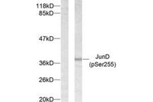 Western blot analysis of extracts from 293 cells treated with Forskolin, using JunD (Phospho-Ser255) Antibody. (JunD Antikörper  (pSer255))