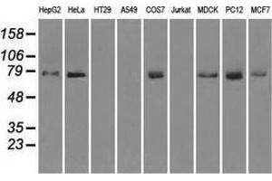Western blot analysis of extracts (35 µg) from 9 different cell lines by using anti-FERMT2 monoclonal antibody. (FERMT2 Antikörper)