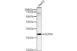 Western blot analysis of extracts of HepG2 cells, using SURF4 antibody (ABIN7270650) at 1:1000 dilution. (Surfeit 4 Antikörper  (AA 50-150))