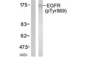 Western blot analysis of extracts from A431 cells treated with EGF 40 muM 10', using EGFR (Phospho-Tyr869) Antibody. (EGFR Antikörper  (pTyr869))
