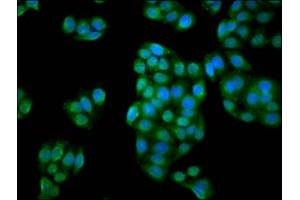 Immunofluorescence (IF) image for anti-IBA57, Iron-Sulfur Cluster Assembly Homolog (IBA57) (AA 286-356) antibody (ABIN7166787)