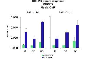 Quiescent human colon carcinoma HCT116 cultures were treated with 10 % FBS for three time points (0, 15, 30min) or (0, 30, 60min) were used in Matrix-ChIP and real-time PCR assays at EGR1 gene (Exon1) and 15kb upstream site. (PKC gamma Antikörper  (N-Term))