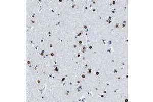 Immunohistochemical staining of human cerebral cortex with TMEM55A polyclonal antibody  shows strong nuclear positivity in neuronal cells at 1:20-1:50 dilution.