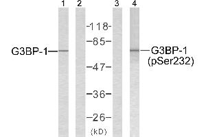 Western blot analysis of extracts from 293 cells using G3BP-1 (Ab-232) antibody (Line 1 and 2) and G3BP-1 (phospho-Ser232) antibody (Line 3 and 4). (G3BP1 Antikörper  (pSer232))