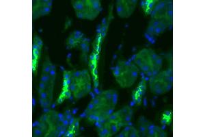 Immunohistochemistry analysis using Rabbit Anti-NCC Polyclonal Antibody . (SLC12A3 Antikörper  (AA 74-95) (PE))
