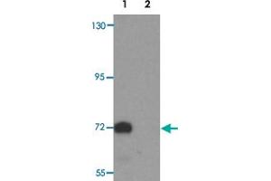 Western blot analysis of TYW4 in rat brain tissue lysate with LCMT2 polyclonal antibody  at 1 ug/mL. (LCMT2 Antikörper  (N-Term))
