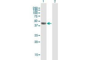 Western Blot analysis of F7 expression in transfected 293T cell line by F7 MaxPab polyclonal antibody. (Factor VII Antikörper  (AA 1-444))