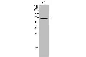 Western Blot analysis of 3T3 cells using MKP-5 Polyclonal Antibody (DUSP1 Antikörper  (C-Term))