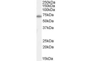 Image no. 1 for anti-X-Ray Repair Complementing Defective Repair in Chinese Hamster Cells 6 (XRCC6) (N-Term) antibody (ABIN374763) (XRCC6 Antikörper  (N-Term))