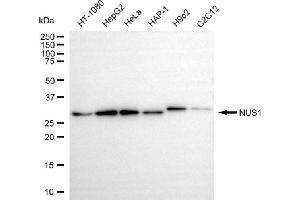 anti-Nogo B Receptor (NUS1) antibody