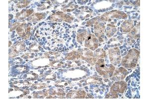 IFI44L antibody was used for immunohistochemistry at a concentration of 4-8 ug/ml to stain Epithelial cells of renal tubule (arrows) in Human Kidney. (IFI44L Antikörper  (N-Term))
