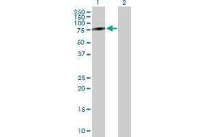Western Blot analysis of IDS expression in transfected 293T cell line by IDS MaxPab polyclonal antibody. (IDS Antikörper  (AA 1-550))