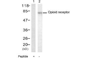 Image no. 1 for anti-Opioid Receptor (Ser375) antibody (ABIN319349) (Opioid Receptor (Ser375) Antikörper)