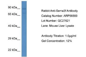 SEMA3F antibody  (N-Term)