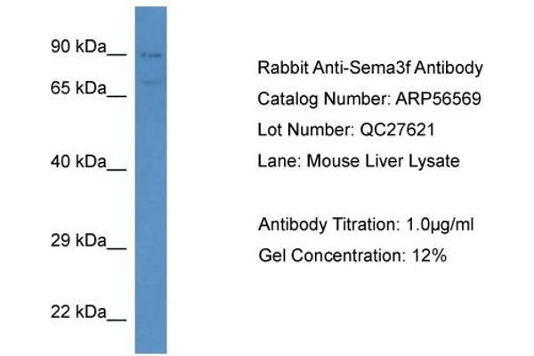 SEMA3F anticorps  (N-Term)