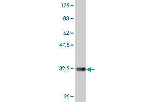 Western Blot detection against Immunogen (33. (BICD1 Antikörper  (AA 1-70))