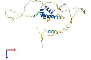 NKX2-6 Protein (AA 1-289) (His tag)
