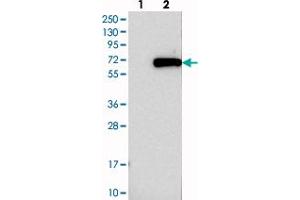 Western blot analysis of Lane 1: Negative control (vector only transfected HEK293T lysate), Lane 2: Over-expression Lysate (Co-expressed with a C-terminal myc-DDK tag (~3. (TRMT61B Antikörper)