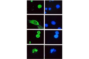 Immunofluorescence (IF) image for anti-Lymphoid Enhancer-Binding Factor 1 (LEF1) (HMG Binding Domain) antibody (ABIN264380) (LEF1 Antikörper  (HMG Binding Domain))