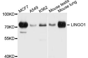 Western blot analysis of extracts of various cell lines, using LINGO1 antibody. (LINGO1 Antikörper)