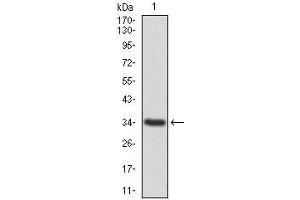 Western blot analysis using ANXA1 mAb against human ANXA1 recombinant protein. (Annexin a1 Antikörper  (AA 144-248))