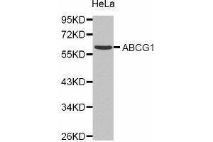 Western Blotting (WB) image for anti-ATP-Binding Cassette, Sub-Family G (WHITE), Member 1 (ABCG1) antibody (ABIN1870730) (ABCG1 Antikörper)