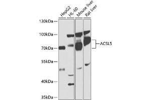 Western blot analysis of extracts of various cell lines, using  antibody (ABIN1678546, ABIN3015435, ABIN3015436 and ABIN6216433) at 1:1000 dilution. (ACSL5 Antikörper  (AA 500-739))