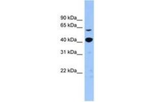 Image no. 1 for anti-Zinc Finger Protein 883 (ZNF883) (N-Term) antibody (ABIN6743576) (ZNF883 Antikörper  (N-Term))