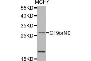 Western blot analysis of extracts of MCF7 cells, using C19orf40 antibody.