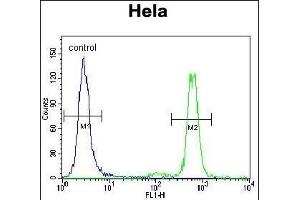 PK3 Antibody (N-term) (ABIN391719 and ABIN2841609) flow cytometric analysis of Hela cells (right histogram) compared to a negative control cell (left histogram). (ERK1 Antikörper  (N-Term))