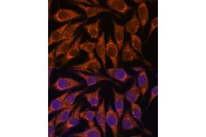 Immunofluorescence analysis of L929 cells using SEMC antibody (ABIN7270198) at dilution of 1:100.