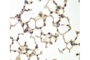 Immunohistochemistry of paraffin-embedded Mouse lung using USF1 Polyclonal Antibody at dilution of 1:200 (40x lens). (USF1 Antikörper)