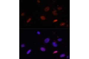 Immunofluorescence analysis of U-2 OS cells using Histone H1. (Histone H1 Antikörper  (AA 1-194))