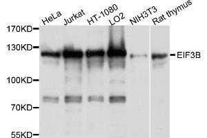 Western blot analysis of extract of various cells, using EIF3B antibody. (EIF3B Antikörper)