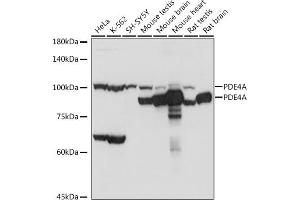 Western blot analysis of extracts of various cell lines, using PDE4A antibody (ABIN7269302) at 1:1000 dilution. (PDE4A Antikörper)