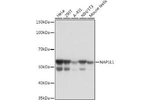 Western blot analysis of extracts of various cell lines, using NL1 Rabbit mAb (ABIN7269060) at 1:1000 dilution. (NAP1L1 Antikörper)