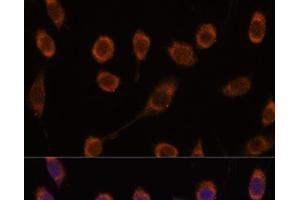 Immunofluorescence analysis of L929 cells using CCT6B Polyclonal Antibody at dilution of 1:100. (CCT6B Antikörper)