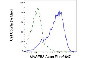 Validation of MAGEB2 knockdown using flow cytometry. (MAGEB2 Antikörper)