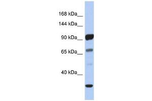 PCDHA10 antibody used at 1 ug/ml to detect target protein. (PCDHA10 Antikörper  (N-Term))