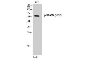 Western Blotting (WB) image for anti-Signal Transducing Adaptor Molecule (SH3 Domain and ITAM Motif) 2 (STAM2) (pTyr192) antibody (ABIN3182295) (STAM2 Antikörper  (pTyr192))