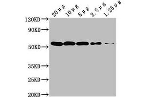 Western Blot Positive WB detected in: Hela whole cell lysate at 20 μg, 10 μg, 5 μg, 2. (TUBA1A Antikörper)