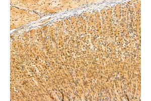 ABIN6263679 and ABIN6272969 at 1/100 staining Rat stomach tissue by IHC-P.