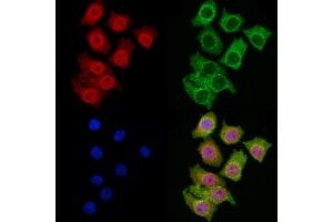 ABIN6266253 and ABIN6277443 staining HepG2 cells by IF/ICC. (MYSM1 Antikörper  (Internal Region))